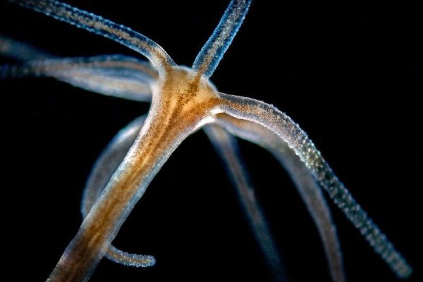 Kraken shop online официальный сайт